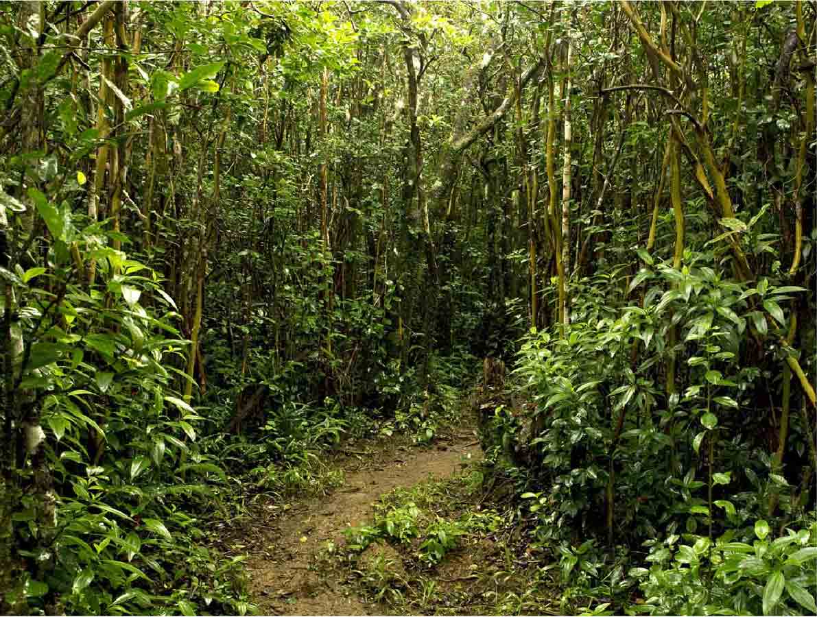 RAINFOREST PRESERVATION